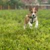 Basenji Basenji puppies for sale
