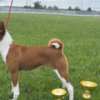 Basenji Basenji puppies for sale
