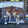 Basenji Basenji puppies for sale