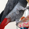 African Grey Parrot Intelligent Congo Grey Parrots with Cage