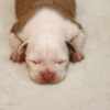 American Staffordshire Terrier American Staffordshire Terrier puppies