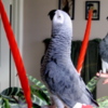 African Grey Parrot Congo  African Grey Parrots DNA Tested