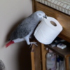 African Grey Parrot Congo  African Grey Parrots DNA Tested