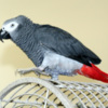 African Grey Parrot Congo  African Grey Parrots DNA Tested