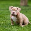 Other American Bully  puppies for sale
