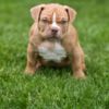 Other American Bully  puppies for sale