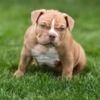 Other American Bully  puppies for sale