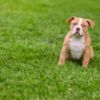 Other American Bully  puppies for sale