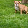 Other American Bully  puppies for sale
