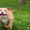 Other American Bully  puppies for sale