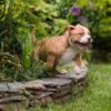 Other American Bully  puppies for sale