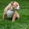 Other American Bully  puppies for sale