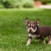 Other American Bully  puppies for sale