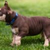 Other American Bully  puppies for sale