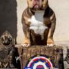 Other American Bully  puppies for sale