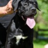 Cane Corso Cane Corso female puppy