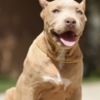 Other American Bully puppies