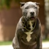 Other American Bully puppies