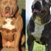 Other American Bully puppies