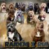 Other American Bully puppies