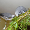 African Grey Parrot Talented  African Grey Parrots Available