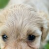 Other Maltipoo puppies for sale