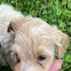 Other Maltipoo puppies for sale