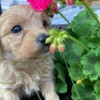 Other Maltipoo puppies for sale