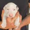 Bull Terrier Standard bull terrier puppies