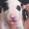 Bull Terrier Standard bull terrier puppies