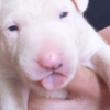 Bull Terrier Standard bull terrier puppies