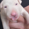 Bull Terrier Standard bull terrier puppies