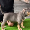 Other American Bully pocket puppies