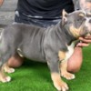Other American Bully pocket puppies