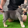 Other American Bully pocket puppies