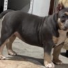 Other American Bully pocket puppies