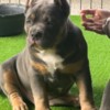 Other American Bully pocket puppies