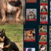 Other American Bully pocket puppies