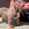 Other American Bully pocket puppies