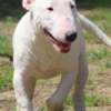 Bull Terrier (Miniature) Miniature Bull Terrier puppies