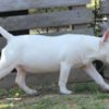 Bull Terrier (Miniature) Miniature Bull Terrier puppies