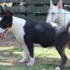 Bull Terrier (Miniature) Miniature Bull Terrier puppies