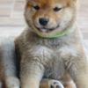 Shiba Inu Shiba Inu  puppies
