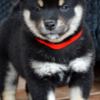 Shiba Inu Shiba Inu  puppies