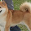 Shiba Inu Shiba Inu  puppies