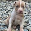 American Pit Bull Terrier American Pit Bull Terrier puppies