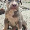 American Pit Bull Terrier American Pit Bull Terrier puppies