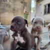 American Pit Bull Terrier American Pit Bull Terrier puppies