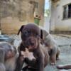 American Pit Bull Terrier American Pit Bull Terrier puppies