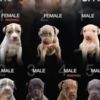 American Pit Bull Terrier American Pit Bull Terrier puppies